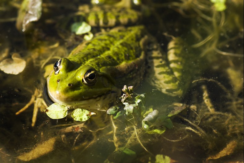 My Froggy Friend